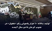 تولید سالانه ۱۰ هزار پاجوش رقم «مجول» در جنوب کرمان تا دو سال آینده